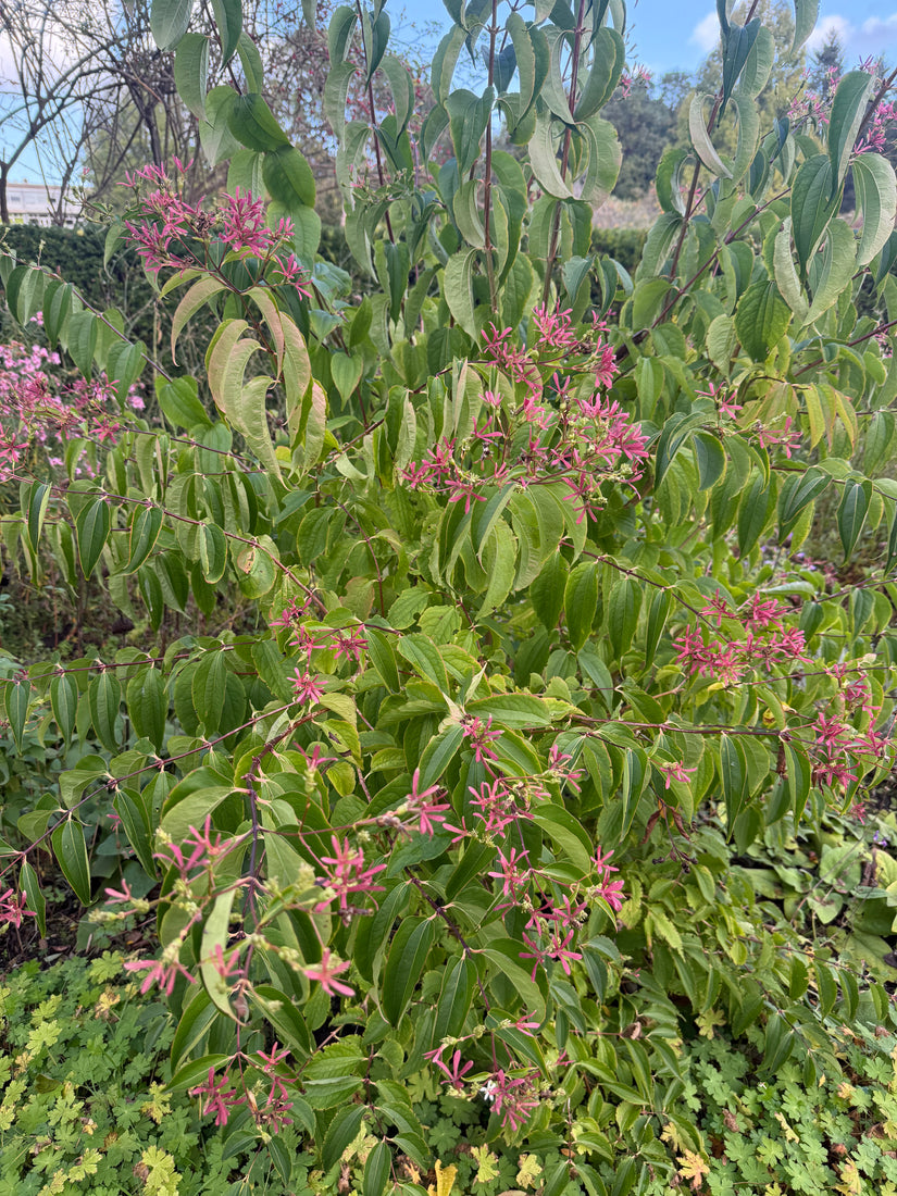 Zevenzonenboom (Meerstammig) - Heptacodium miconioides