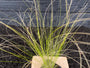 Vedergras - Stipa Tenuifolia 'Ponytails' TIP