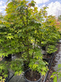 Japanse Esdoorn - Acer palmatum 'Osakazuki'