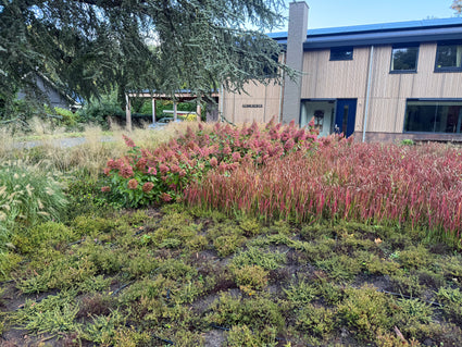 Biologisch Japans bloedgras - Imperata cylindrica 'Red Baron'