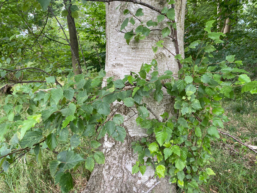 Ruwe berk - Betula pendula (treurberk)