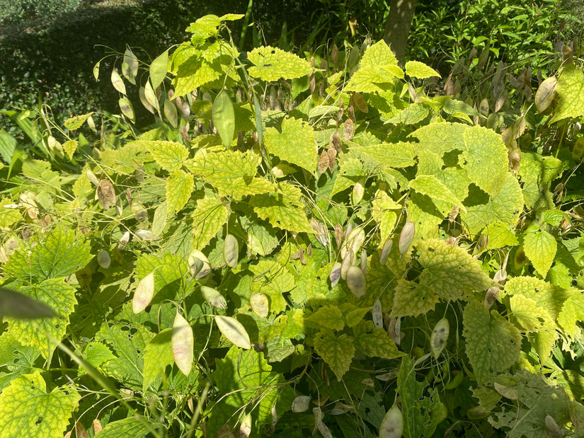 Wilde judaspenning - Lunaria rediviva