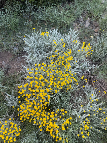 Cipressenkruid (Geel) - Santolina chamaecyparissus - Heiligenbloem