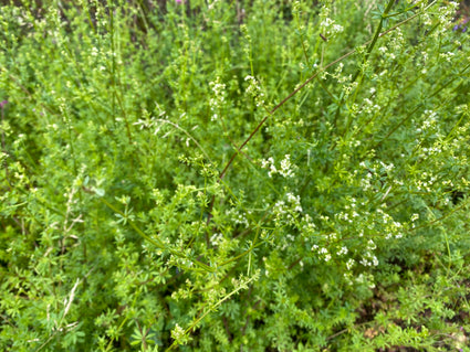 Glad walstro - Galium mollugo 'Meddo'