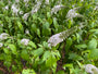 Witte Wederik - Lysimachia clethroides