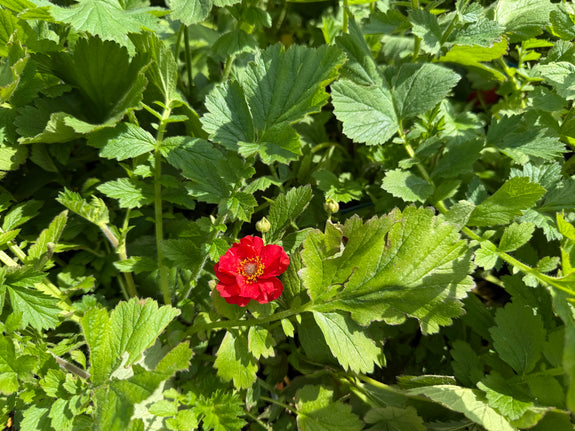 Nagelkruid (Rood) - Geum chiloense 'Mrs Bradshaw'