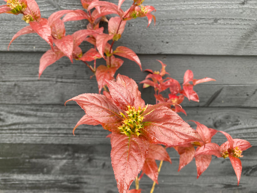 Amerikaanse weigelia - Diervilla x splendens