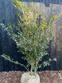 Wintergroene Schijnhulst - Osmanthus burkwoodii