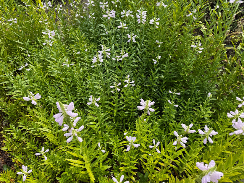Scharnierbloem - Physostegia virginiana