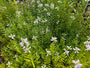 Scharnierbloem - Physostegia virginiana