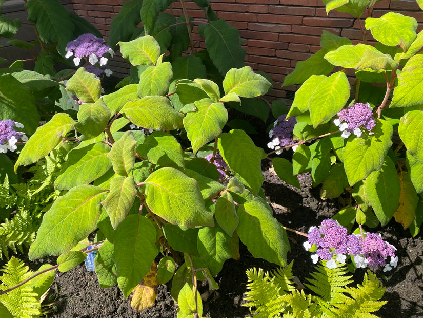 Fluweelhortensia - hydrangea aspera 'Macrophylla'