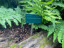 Japanse varen - Dryopteris coreana-montana