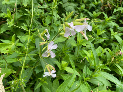 Biologische Zeepkruid - Saponaria officinalis