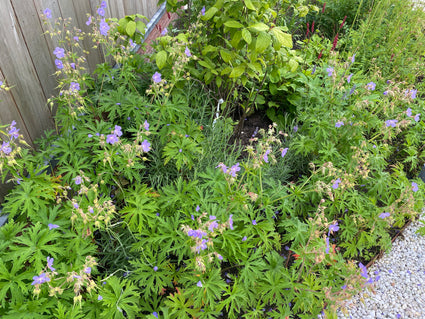 Beemdooievaarsbek - Geranium pratense