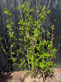 Meloenboompje - Chimonanthus praecox (Winterzoet)