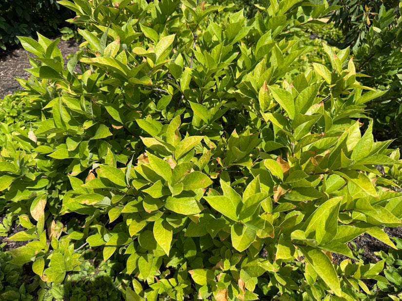 Specerijstruik - Calycanthus floridus