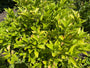 Specerijstruik - Calycanthus floridus