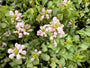 Gevlekte dovenetel (Licht roze) - Lamium maculatum 'Pink Pewter'