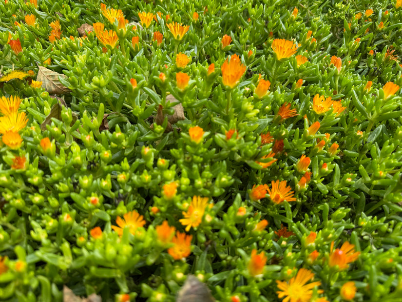 IJsbloem (Oranje) - Delosperma cooperi