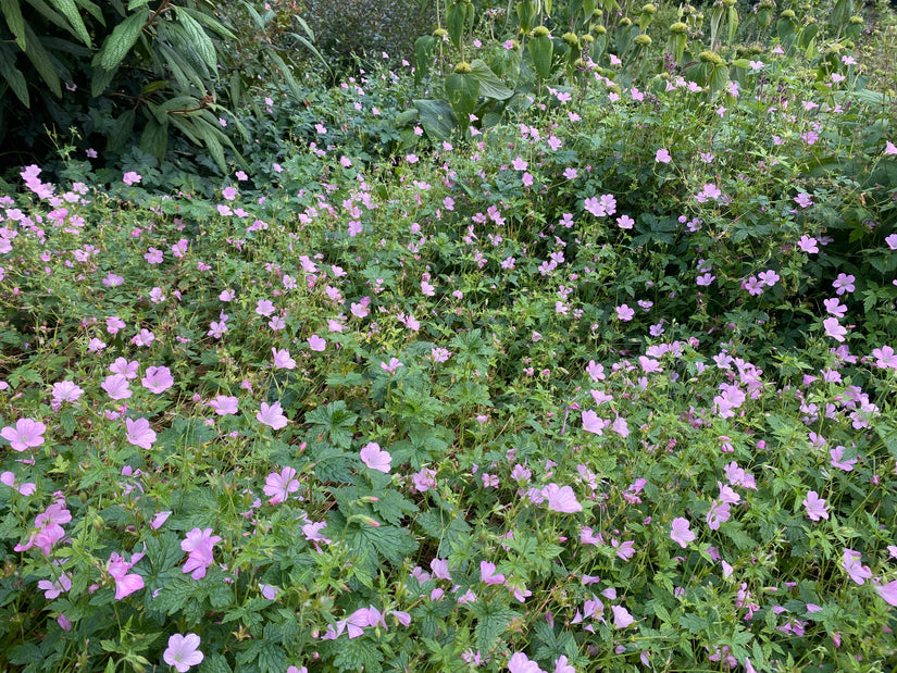 Ooievaarsbek - Geranium endressii 'Wargrave Pink'