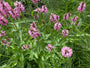 Biologisch Ezelsoor - Stachys officinalis 'Rosea'