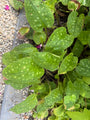 Gevlekt longkruid - Pulmonaria officinalis