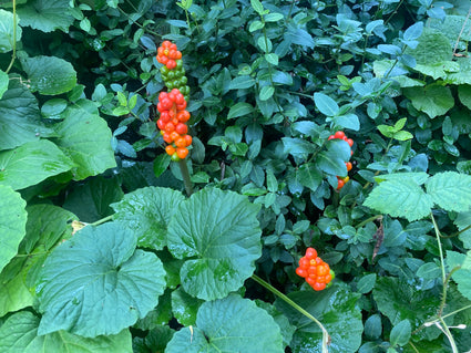 Italiaanse aronskelk - Arum italicum