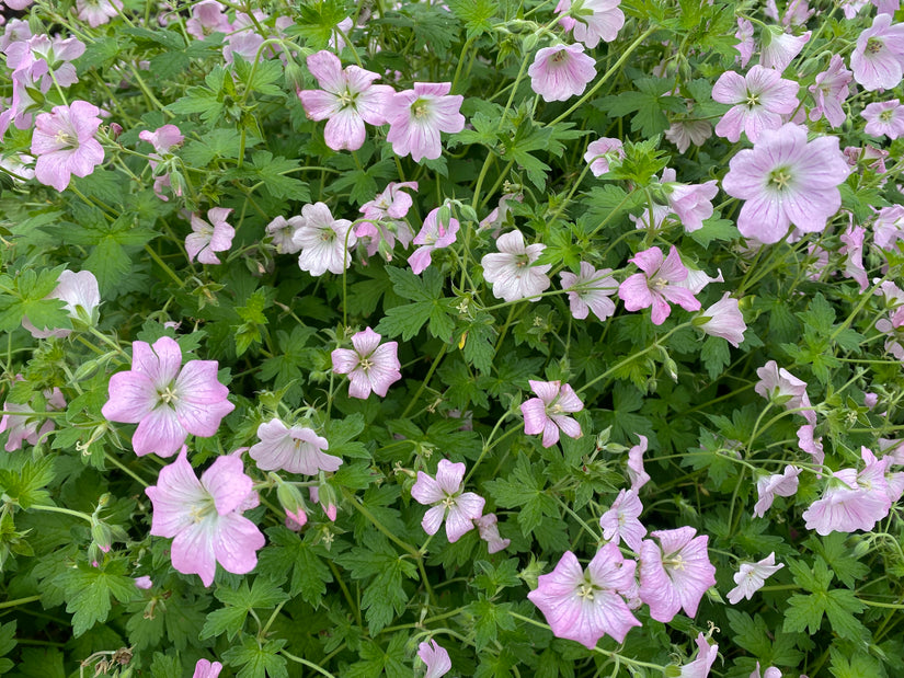 Ooievaarsbek (Roze, 40 cm hoog) - Geranium endressii