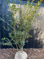 Wintergroene Schijnhulst - Osmanthus burkwoodii
