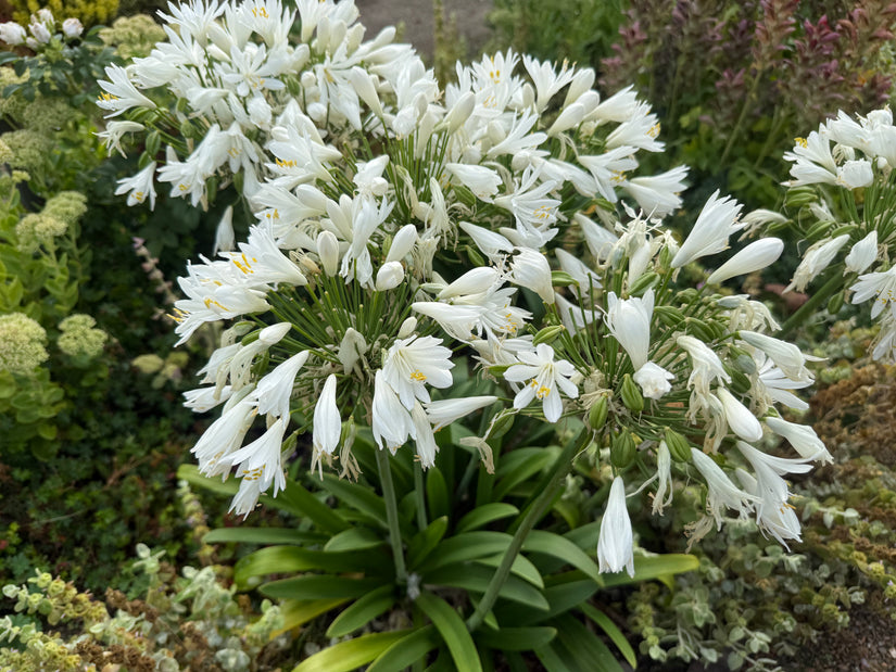 Biologische Afrikaanse lelie (wit) - Agapanthus africanus 'Albus'
