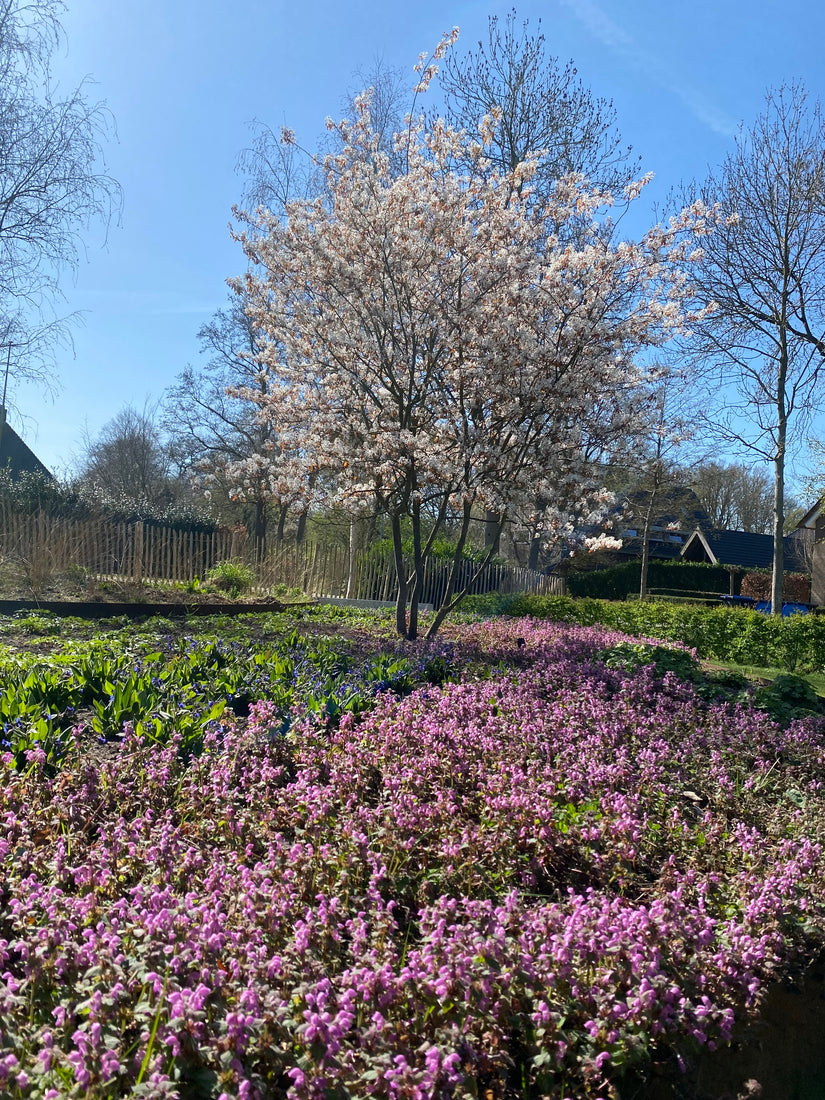 Biologische Meerstammige Krentenboompje - Amelanchier lamarckii