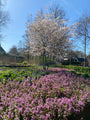 Biologische Meerstammige Krentenboompje - Amelanchier lamarckii