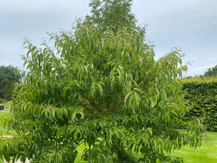 Zevenzonenboom - Heptacodium miconioides