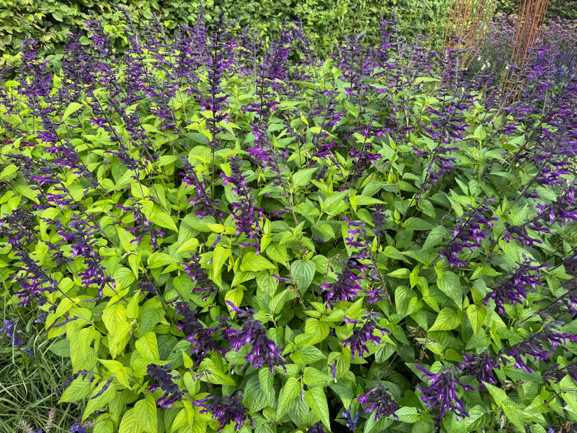 Salie - Salvia guaranitica 'Black and Blue'