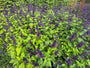 Salie - Salvia guaranitica 'Black and Blue'