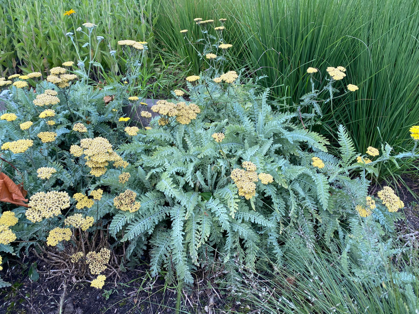 Geel duizendblad - Achillea filemdupila