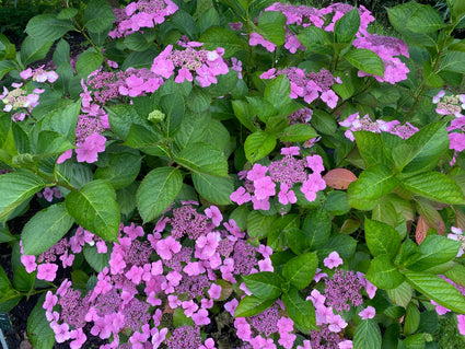 Boerenhortensia - Hydrangea macrophylla