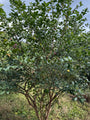Wilde kardinaalsmuts - Euonymus europaeus