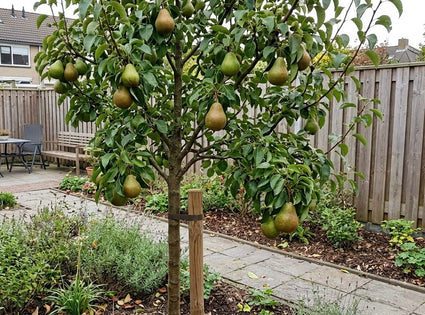 Perenboom - Pyrus communis 'Beurre Hardy'