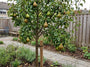 Perenboom - Pyrus communis 'Beurre Hardy'