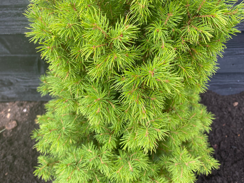 Canadese spar - Picea glauca 'Conica' - Compacte minikerstboom