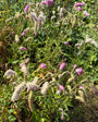 Japanse Pimpernel (Hoogte 150 cm) - Sanguisorba 'Obtusa'