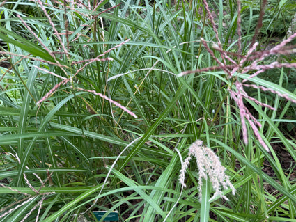 Prachtriet - Miscanthus sinensis 'Ferner Osten'