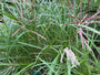 Prachtriet - Miscanthus sinensis 'Ferner Osten'