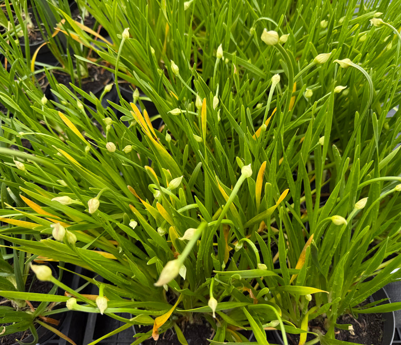 Sierui - Allium 'Millenium'