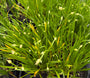 Sierui - Allium 'Millenium'