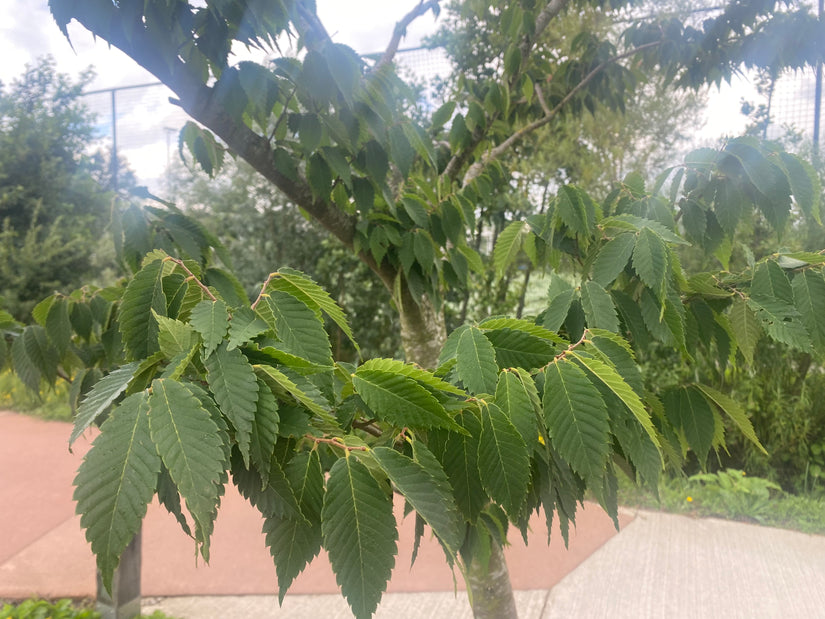 Japanse schijniep - Zelkova serrata