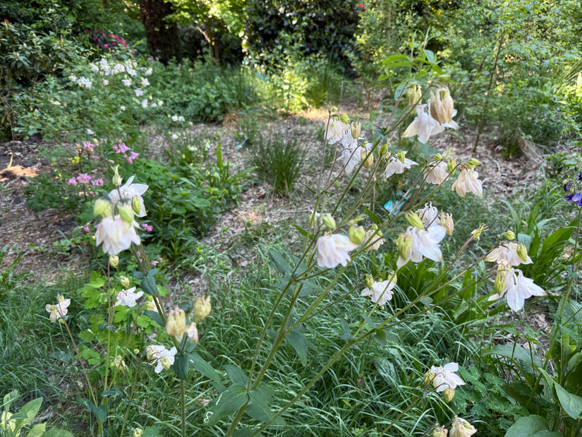 Akelei Wit (Hoogte 70 cm) - Aquilegia 'Silver Queen'