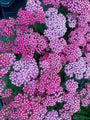 Gewoon duizendblad - Achillea millefolium 'Milly Rock Rose'