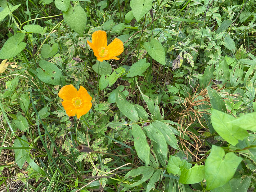 Schijnpapaver - 'Meconopsis cambrica'